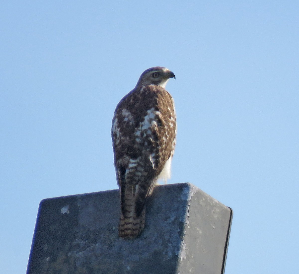 Red-tailed Hawk - ML618708960