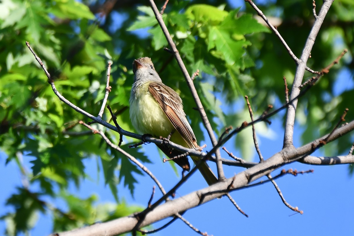Great Crested Flycatcher - ML618709012
