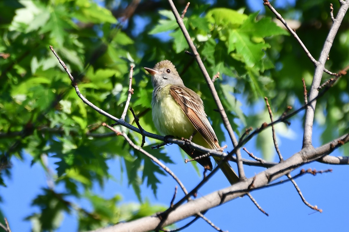 Great Crested Flycatcher - ML618709013