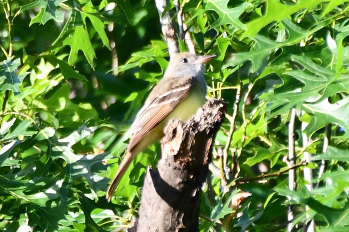 Great Crested Flycatcher - ML618709015