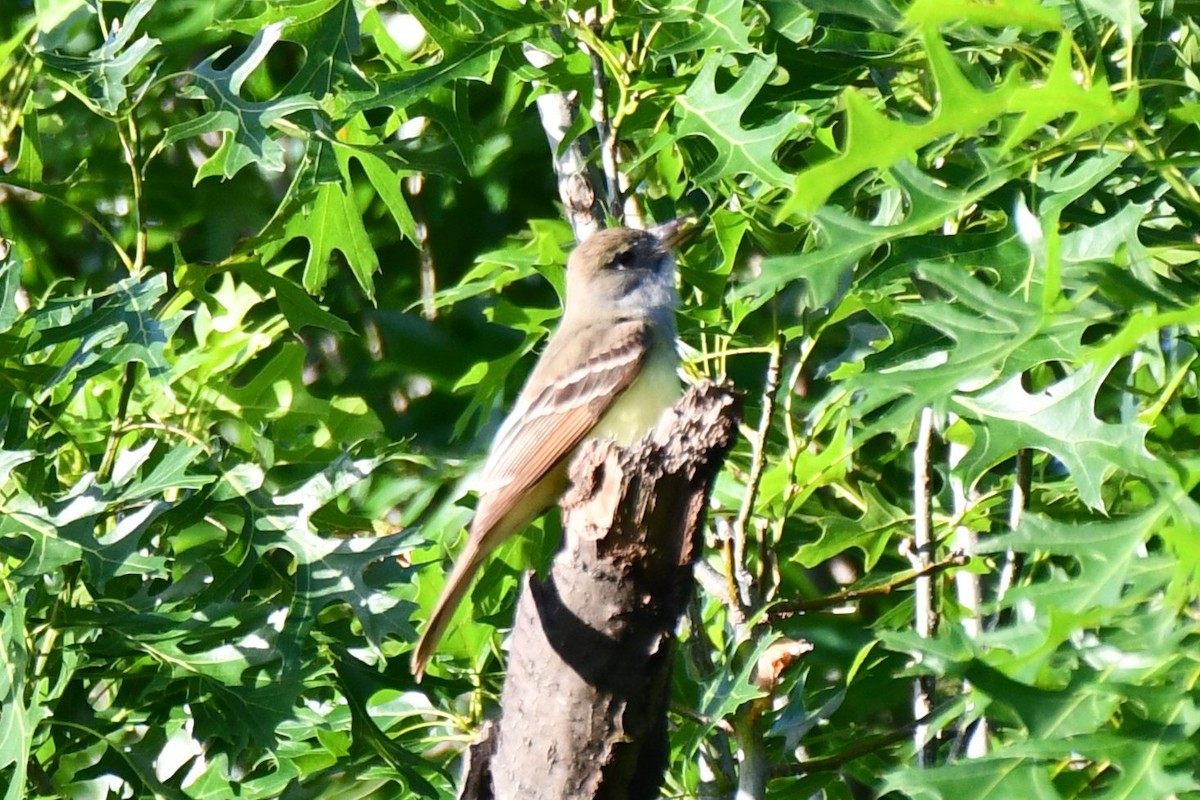 Great Crested Flycatcher - ML618709018