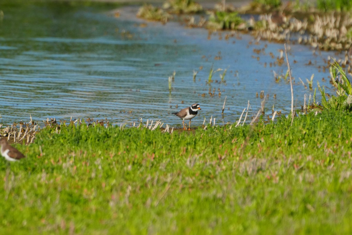 Common Ringed Plover - ML618709050