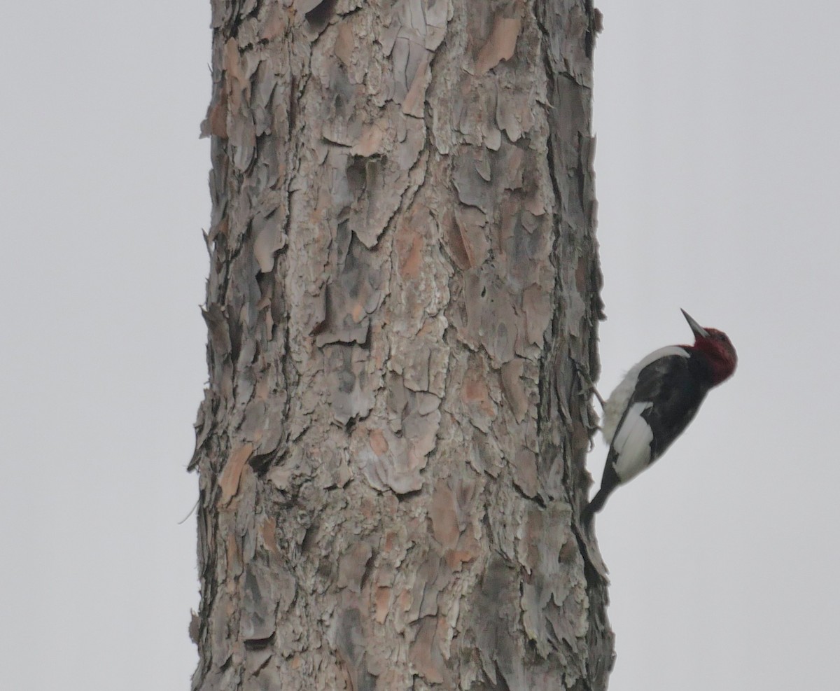 Red-headed Woodpecker - ML618709059