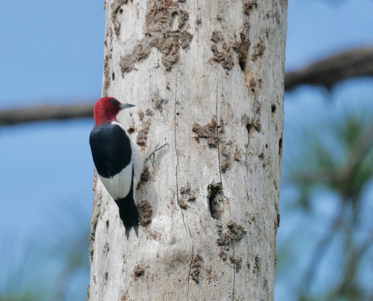 Red-headed Woodpecker - ML618709080