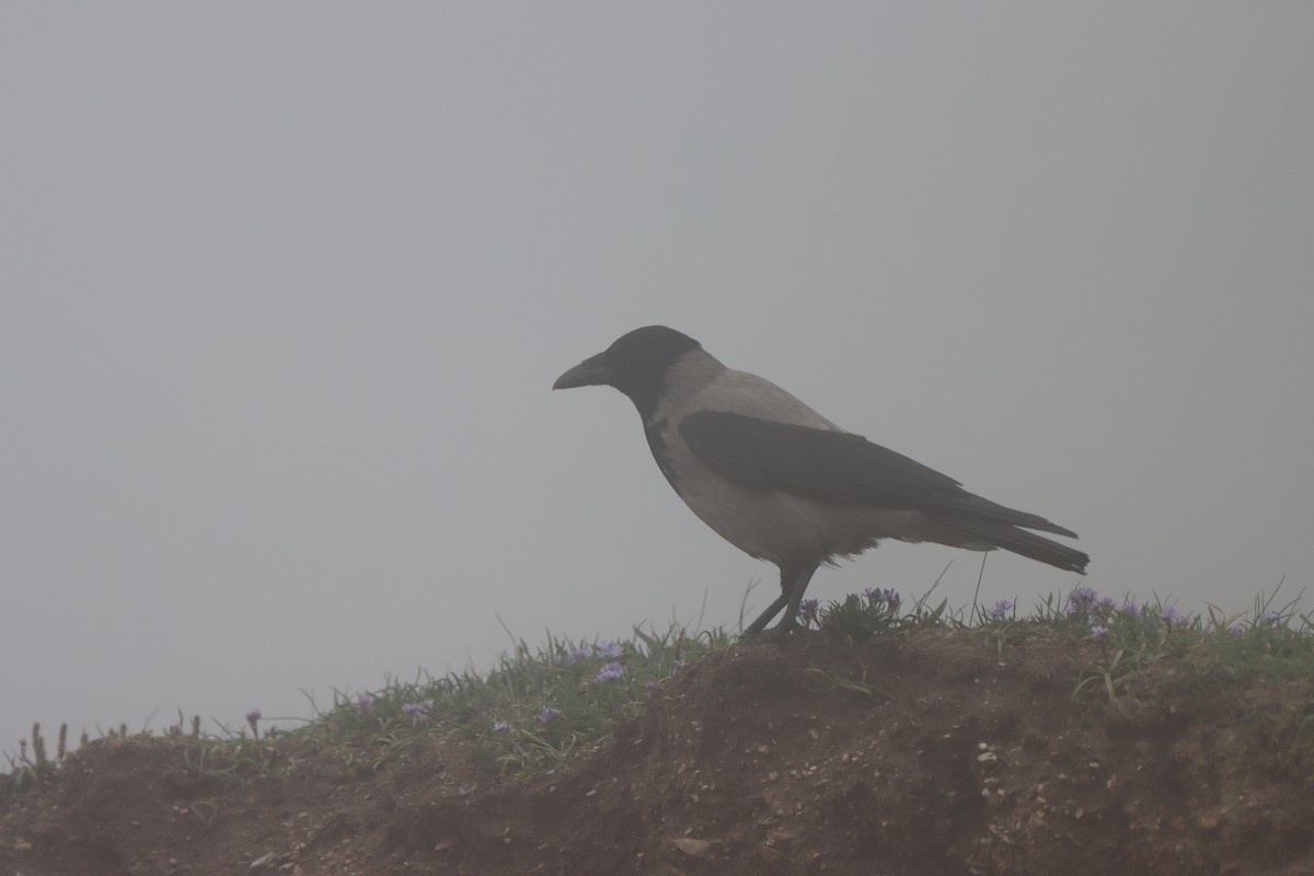 Hooded Crow - ML618709112