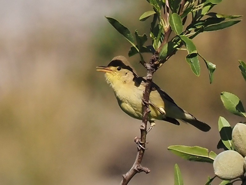 Melodious Warbler - ML618709140