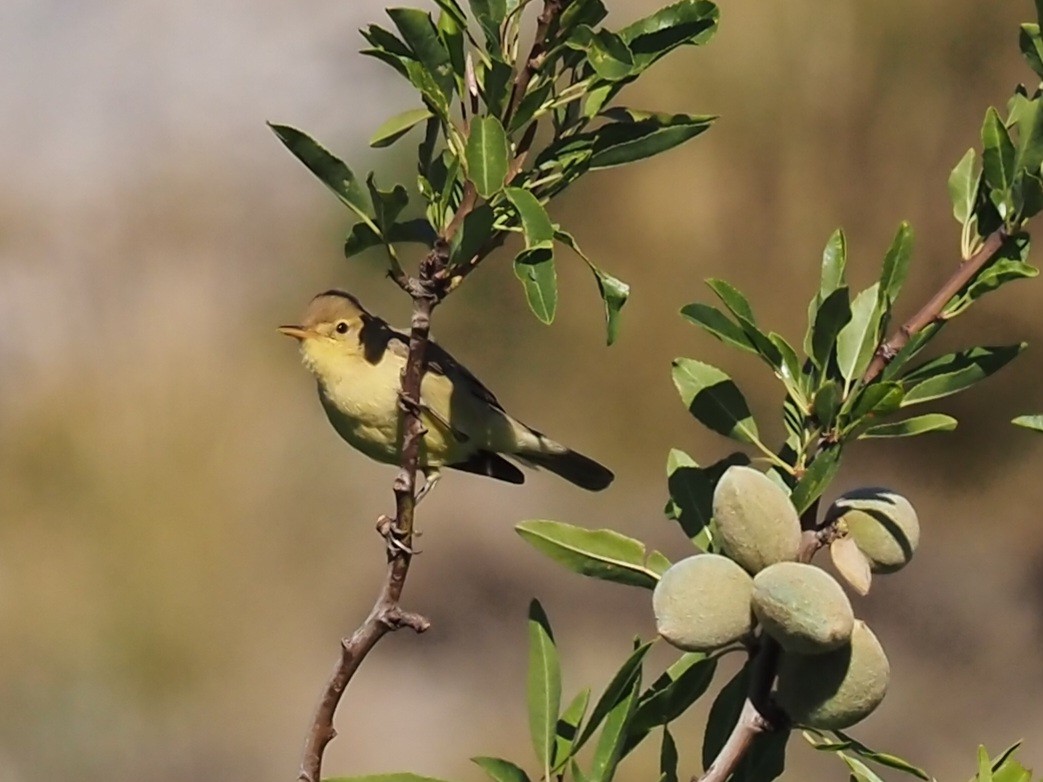 Melodious Warbler - ML618709141