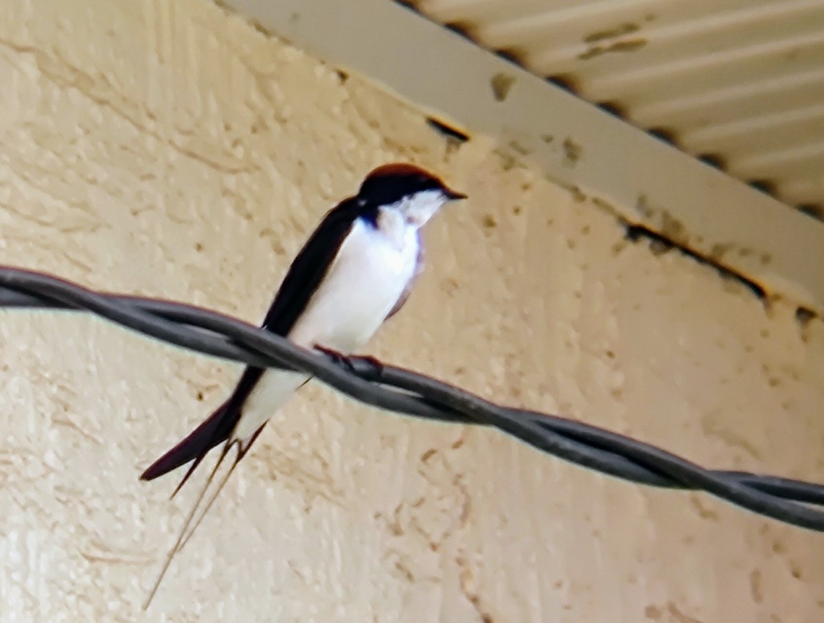 Wire-tailed Swallow - ML618709178