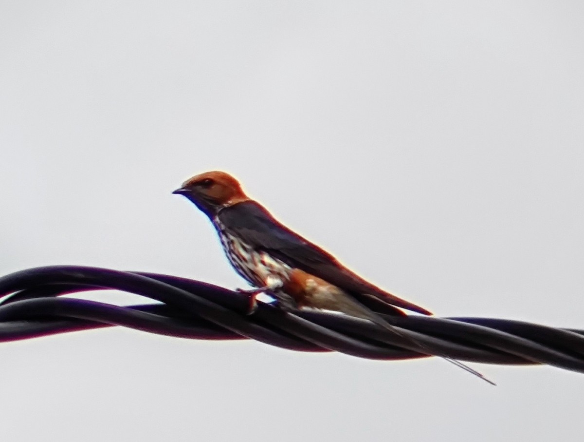 Lesser Striped Swallow - ML618709180