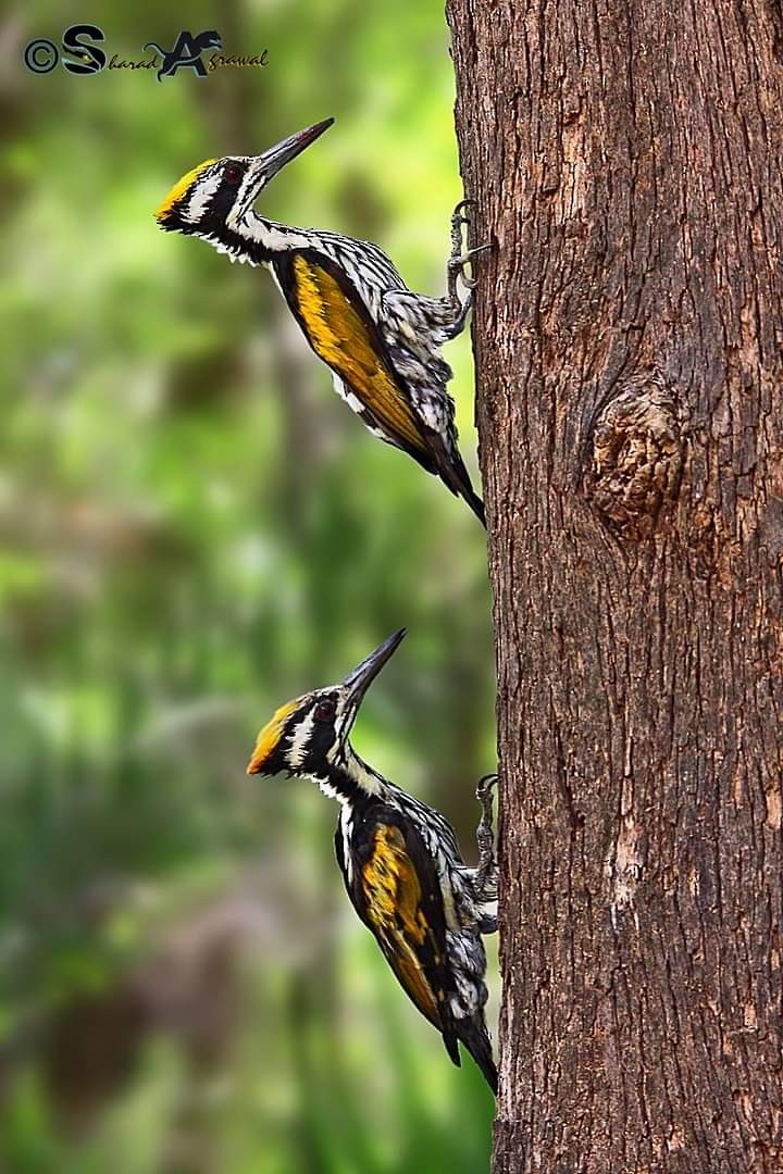 White-naped Woodpecker - ML618709212