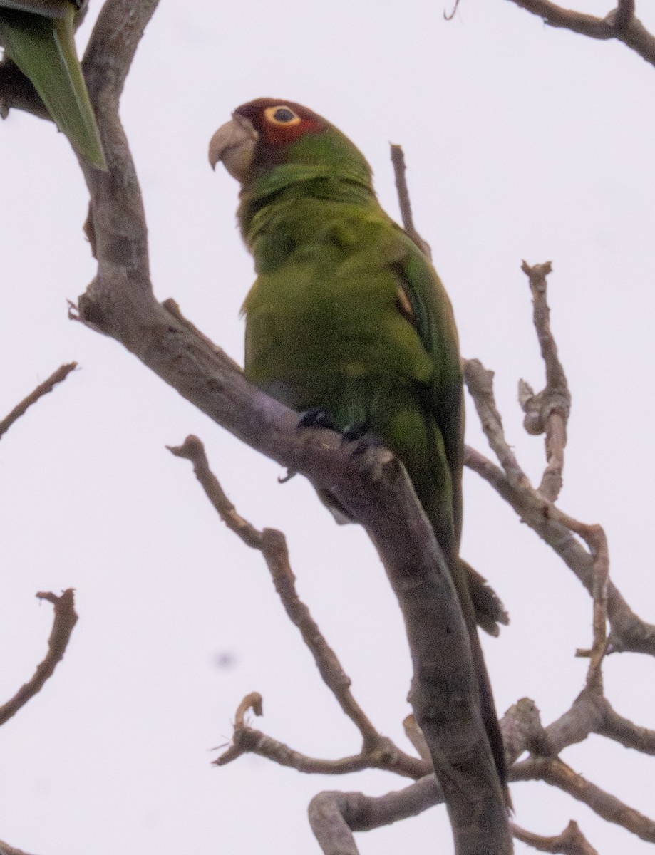 Guayaquil Papağanı - ML618709217