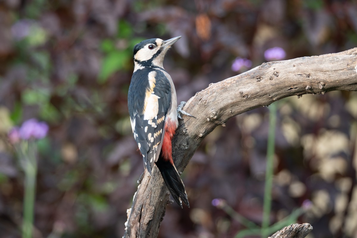 Great Spotted Woodpecker - ML618709233