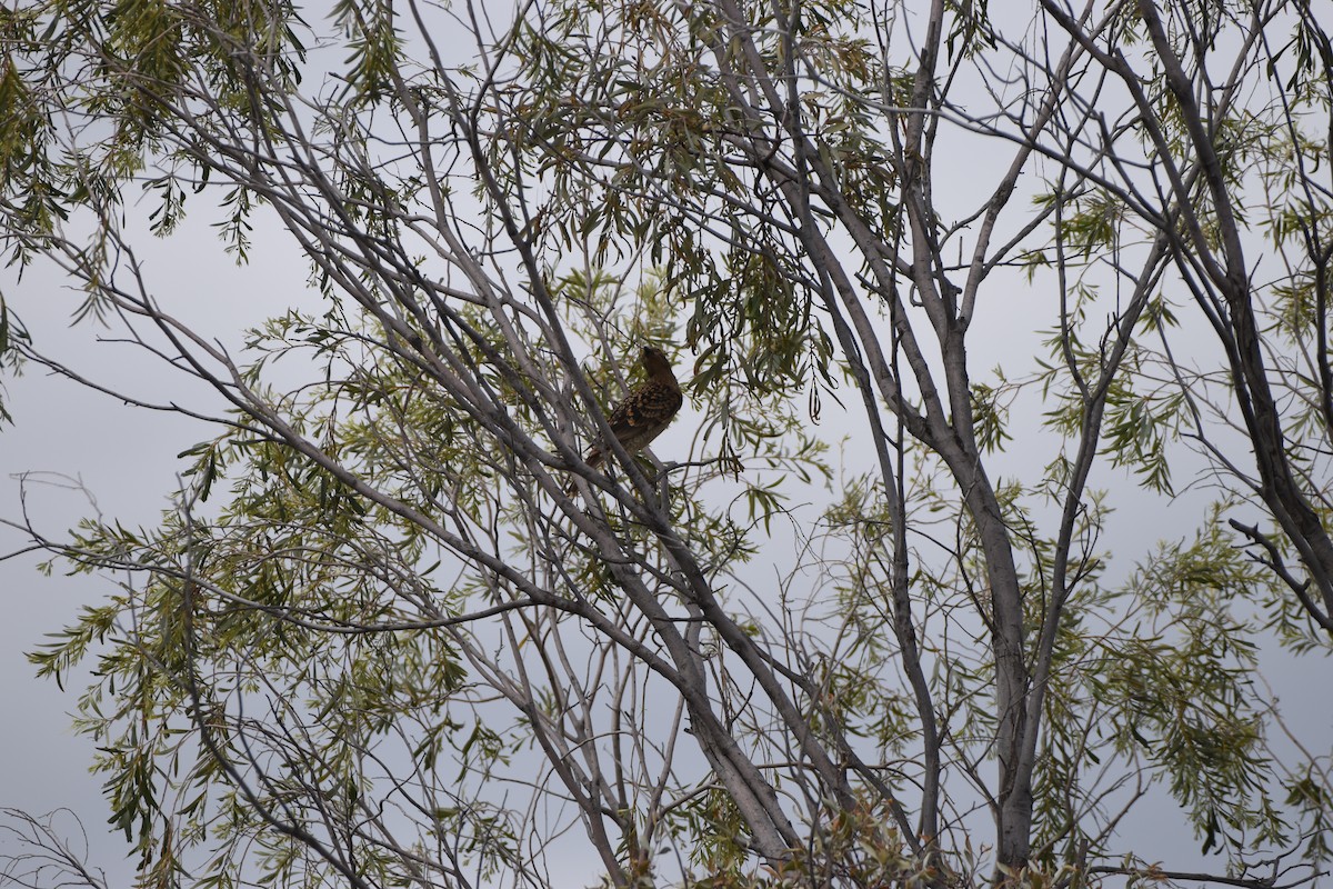 Spotted Bowerbird - ML618709246