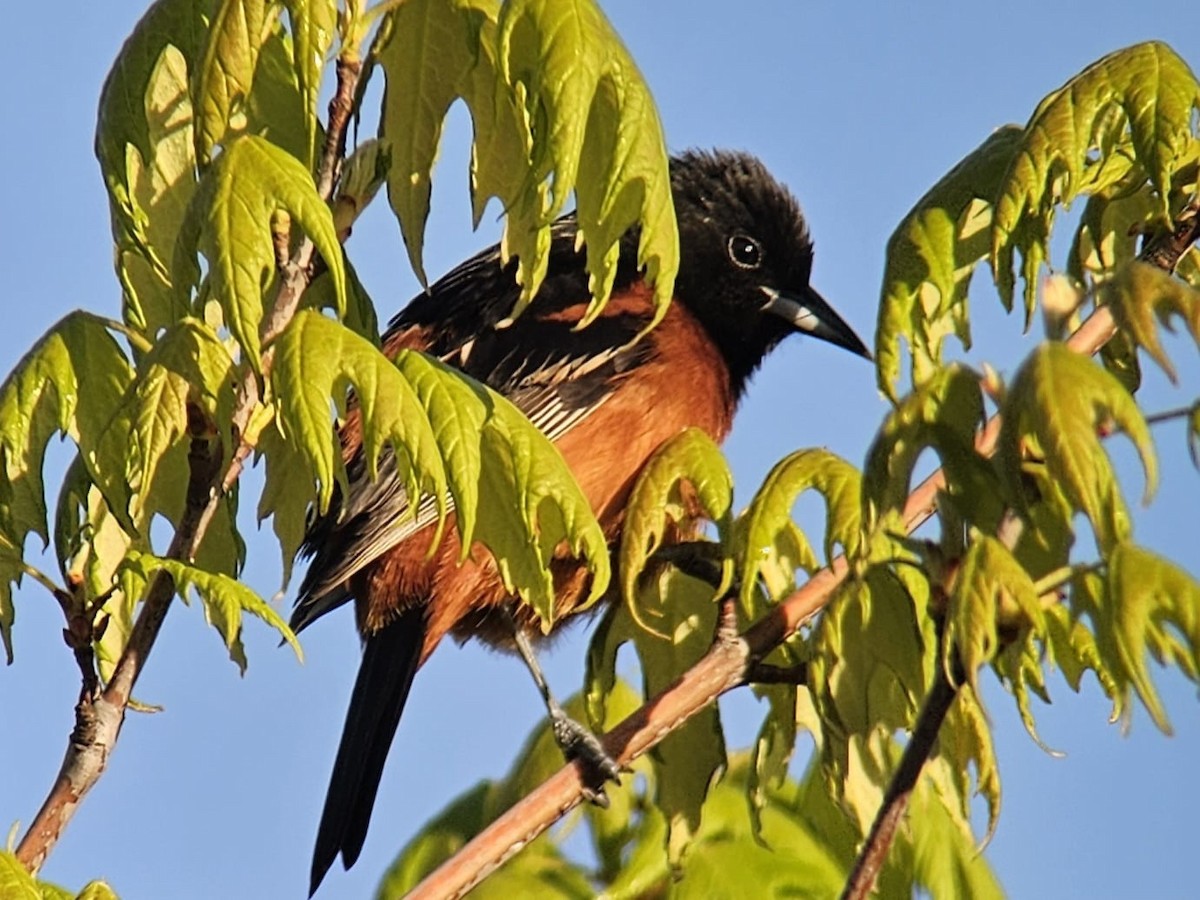 Orchard Oriole - ML618709254