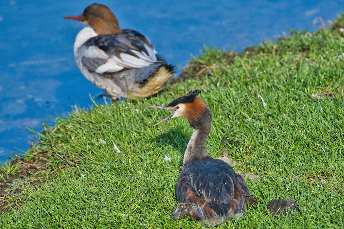 Great Crested Grebe - ML618709268