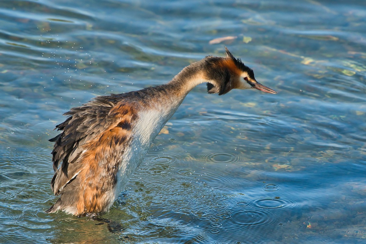 Great Crested Grebe - ML618709269