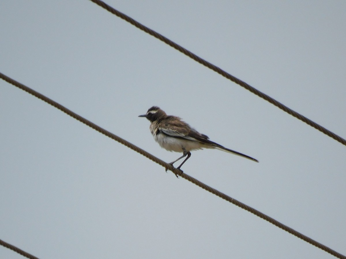 White-browed Wagtail - ML618709270