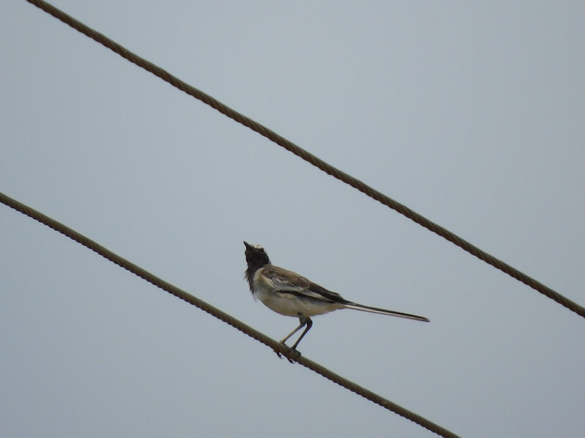 White-browed Wagtail - ML618709271