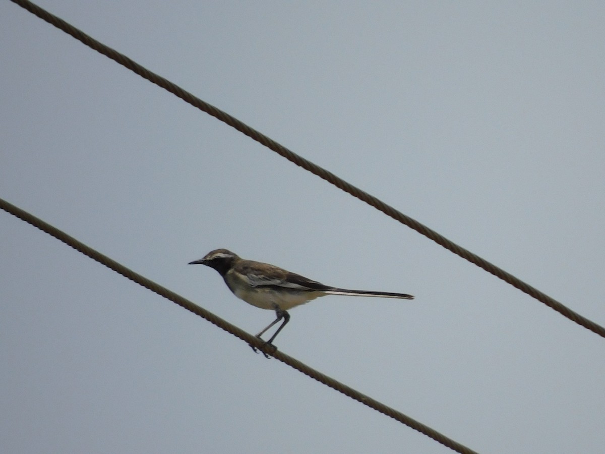 White-browed Wagtail - ML618709272