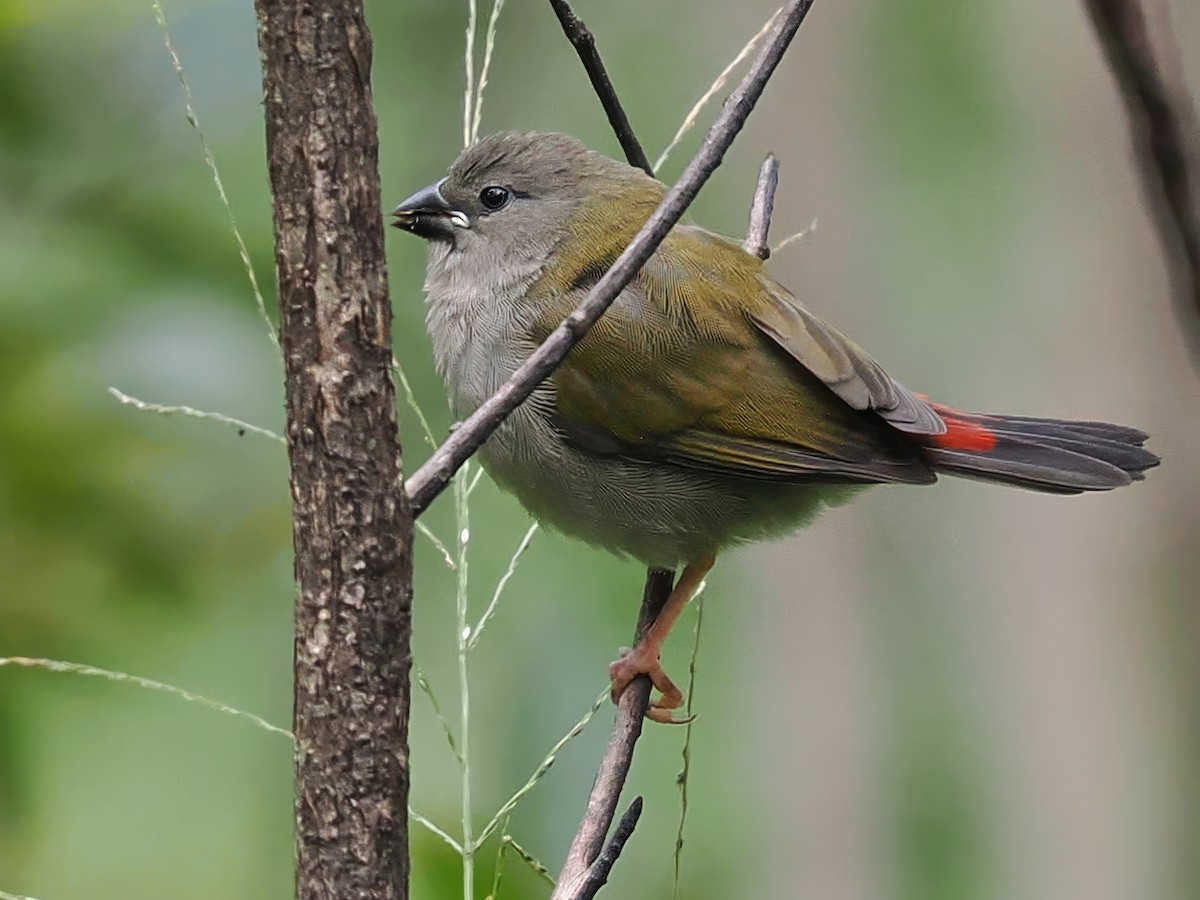 Red-browed Firetail - ML618709322