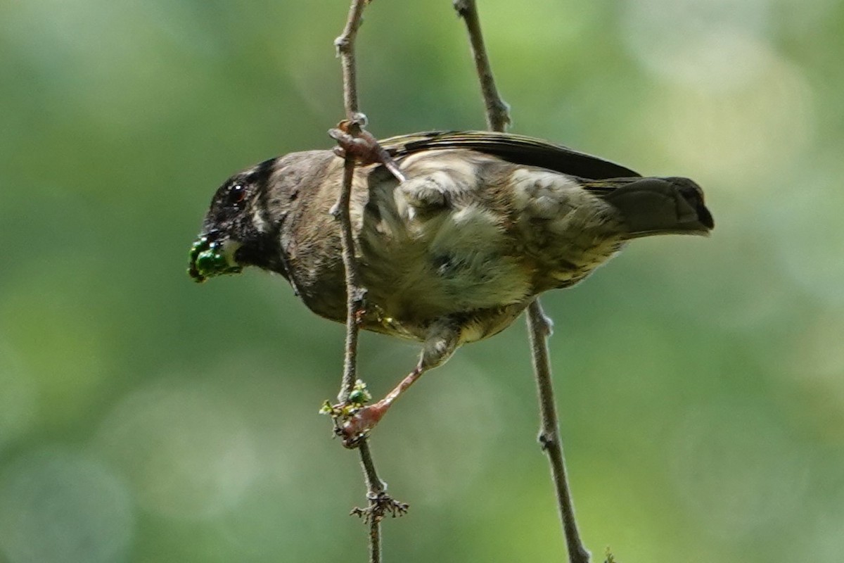 Thick-billed Seedeater - ML618709343