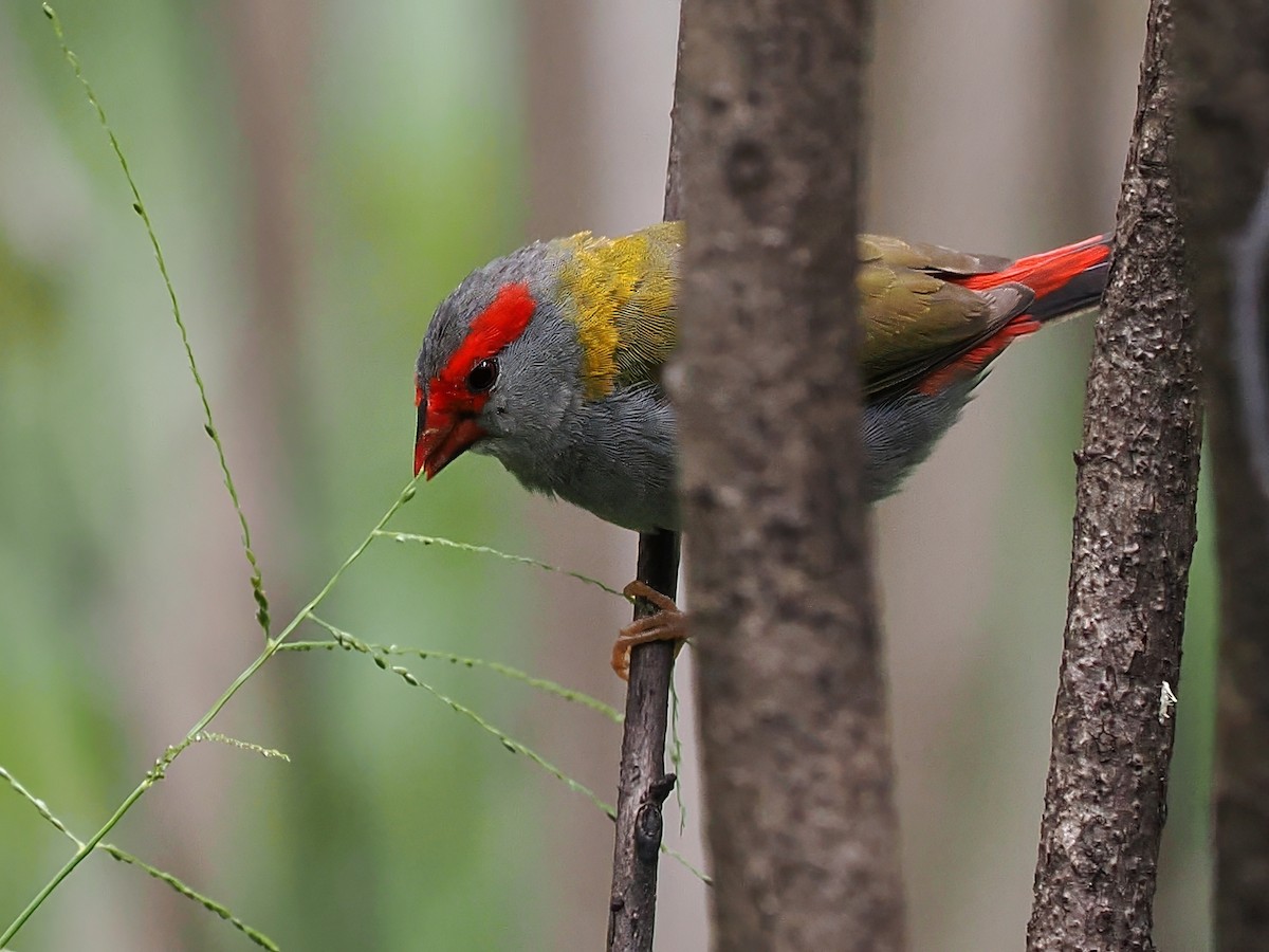 Red-browed Firetail - ML618709370