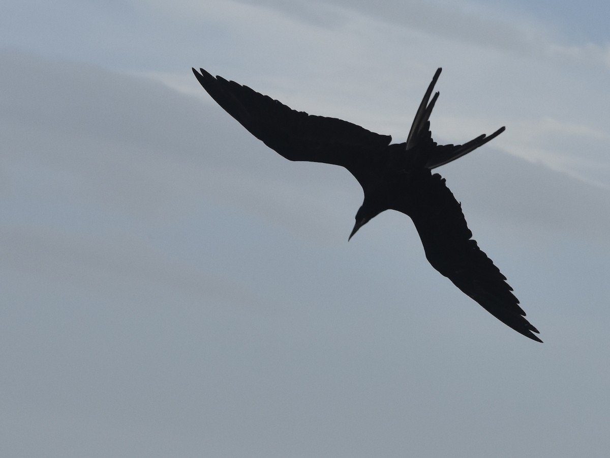 Magnificent Frigatebird - ML618709388