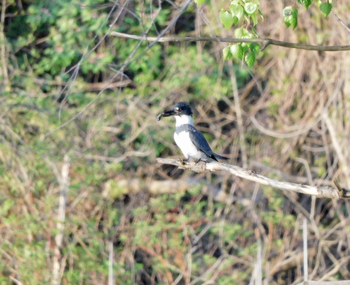 Belted Kingfisher - ML618709409