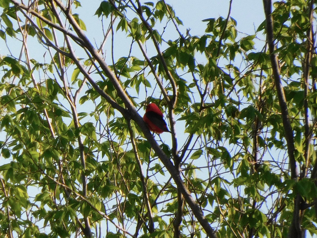 Scarlet Tanager - ML618709418