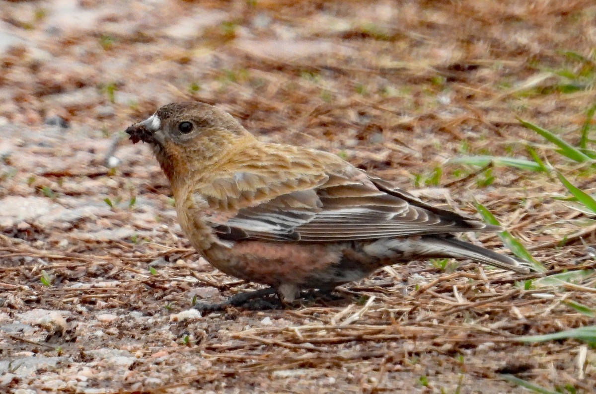 Brown-capped Rosy-Finch - ML618709442