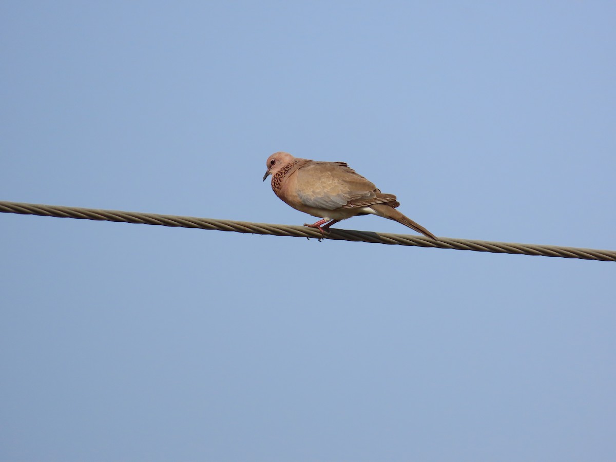 Laughing Dove - ML618709458