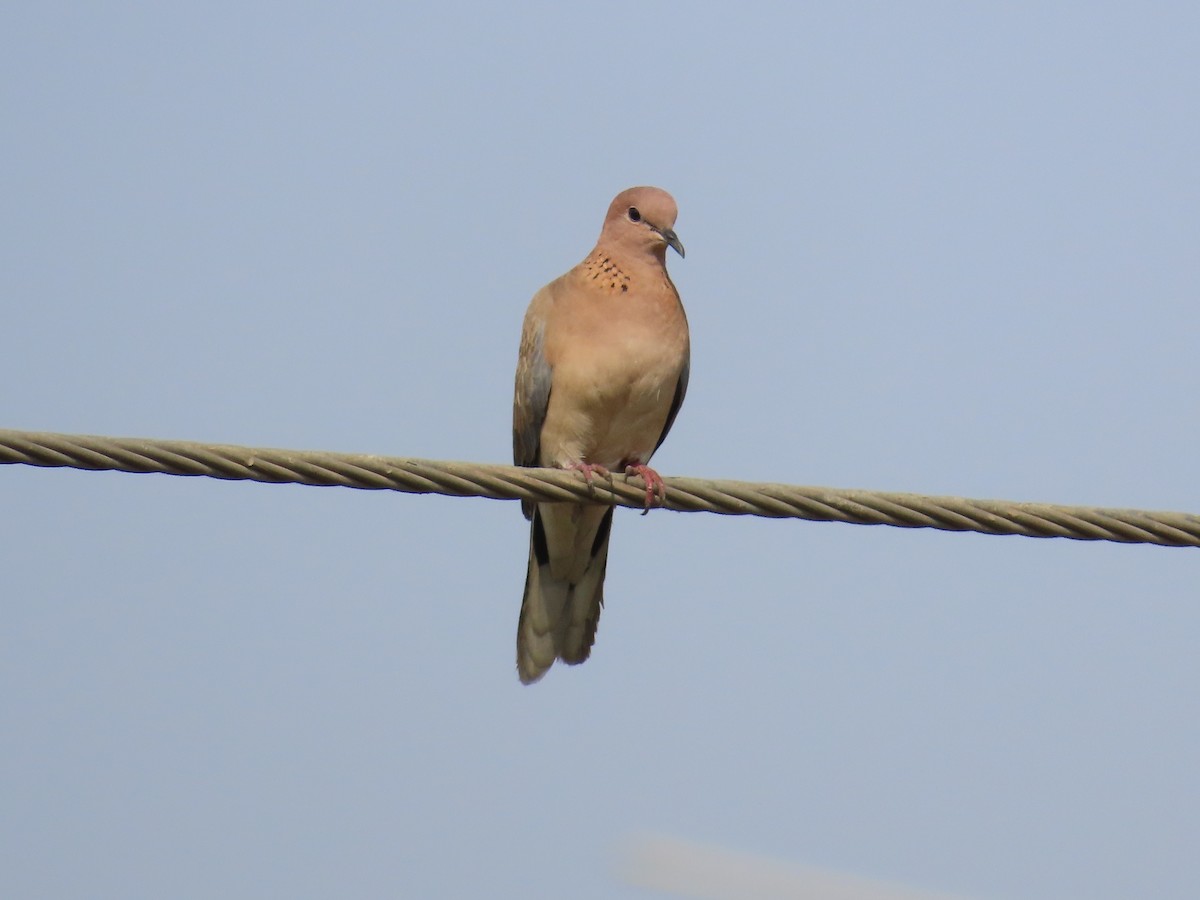 Laughing Dove - ML618709459
