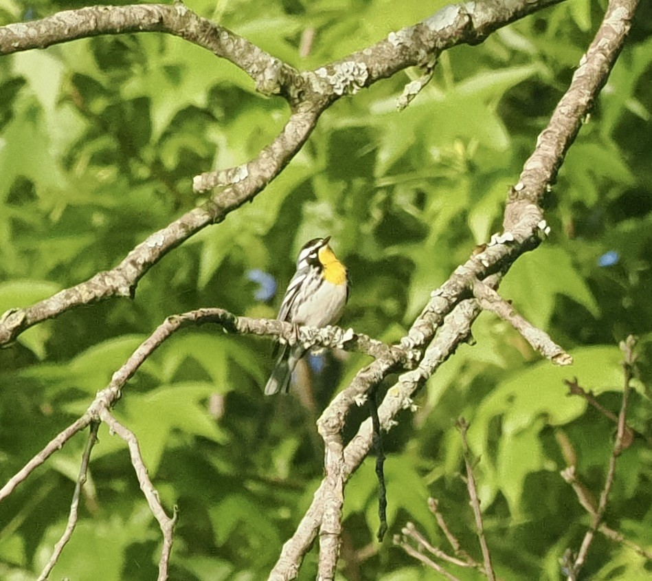 Yellow-throated Warbler - ML618709479