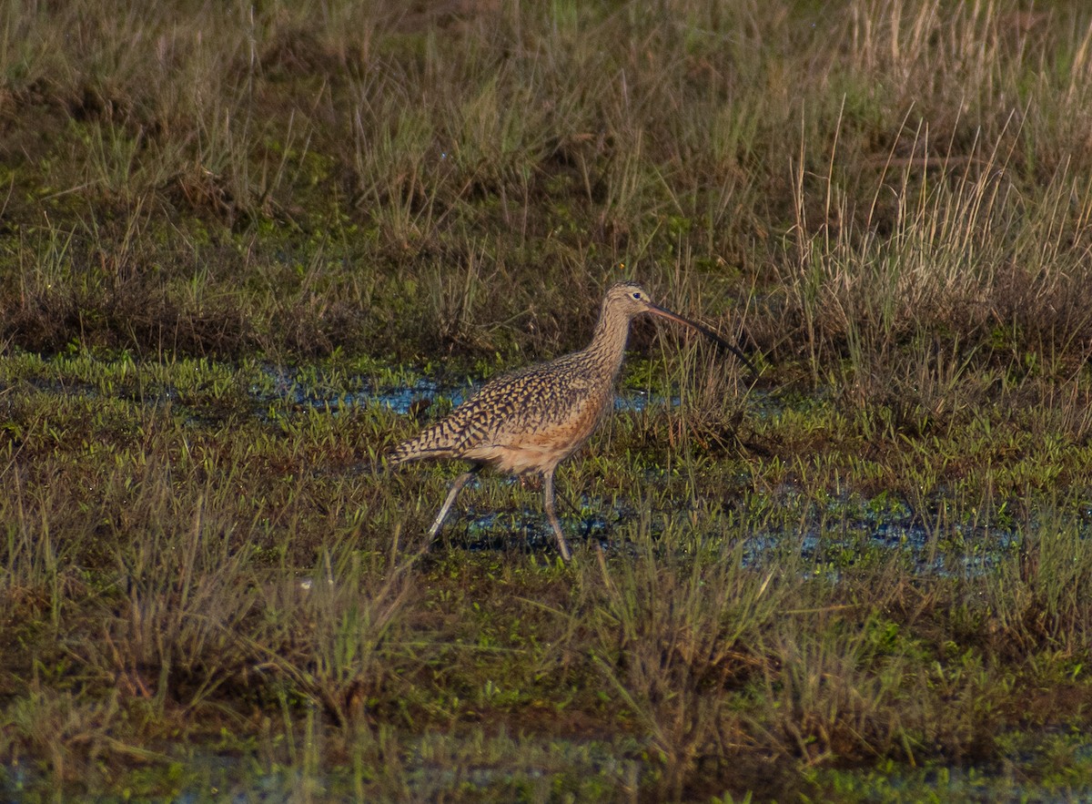 Long-billed Curlew - ML618709492