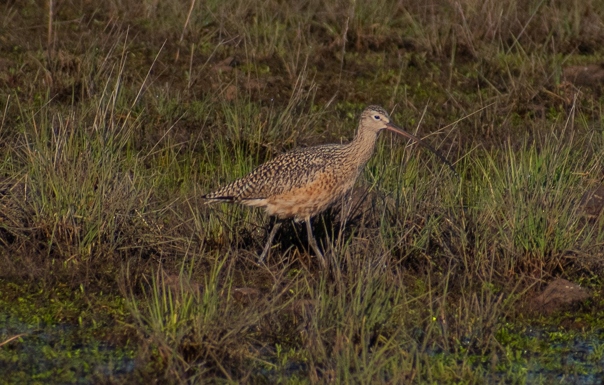Long-billed Curlew - ML618709493