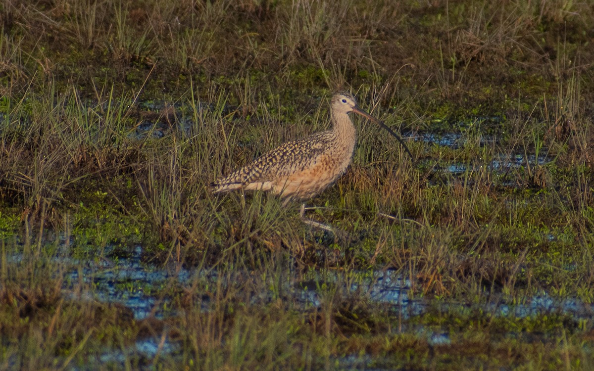 Long-billed Curlew - ML618709495