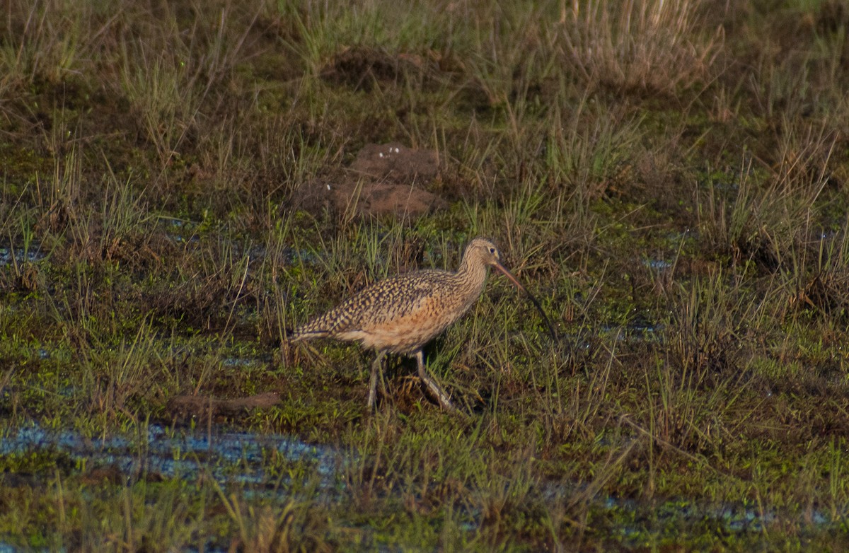 Long-billed Curlew - ML618709497