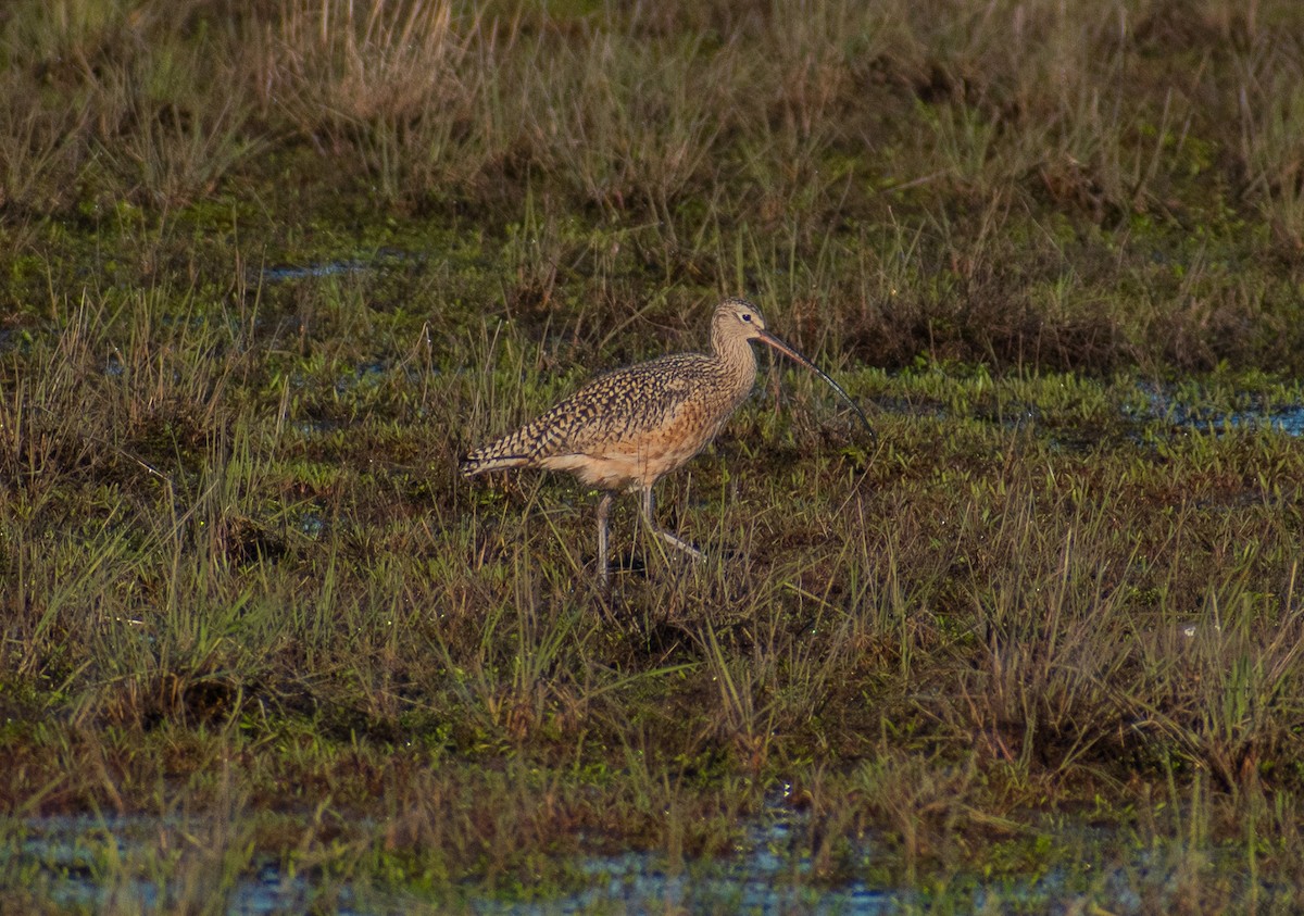 Long-billed Curlew - ML618709498
