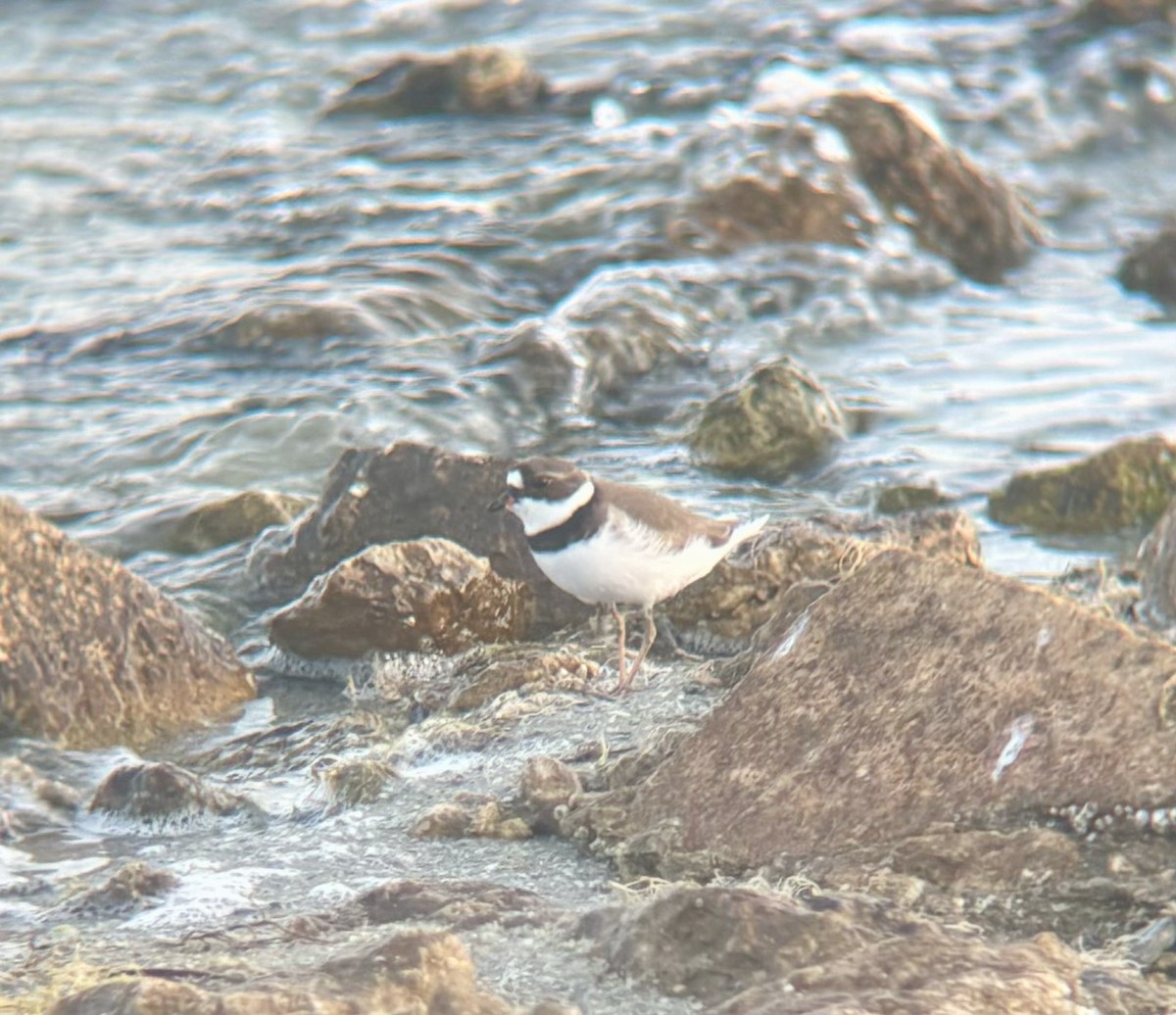 Semipalmated Plover - ML618709504