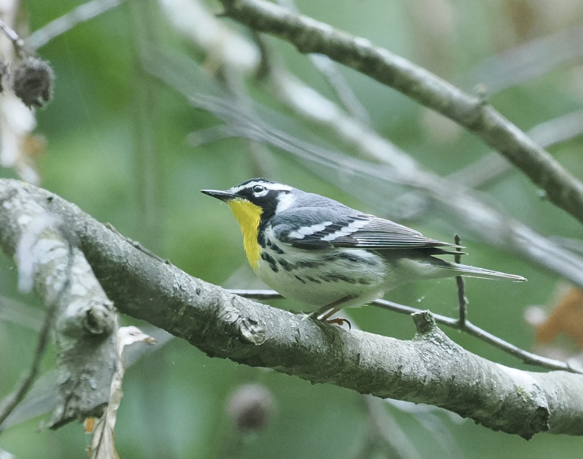 Yellow-throated Warbler - Bob Foehring