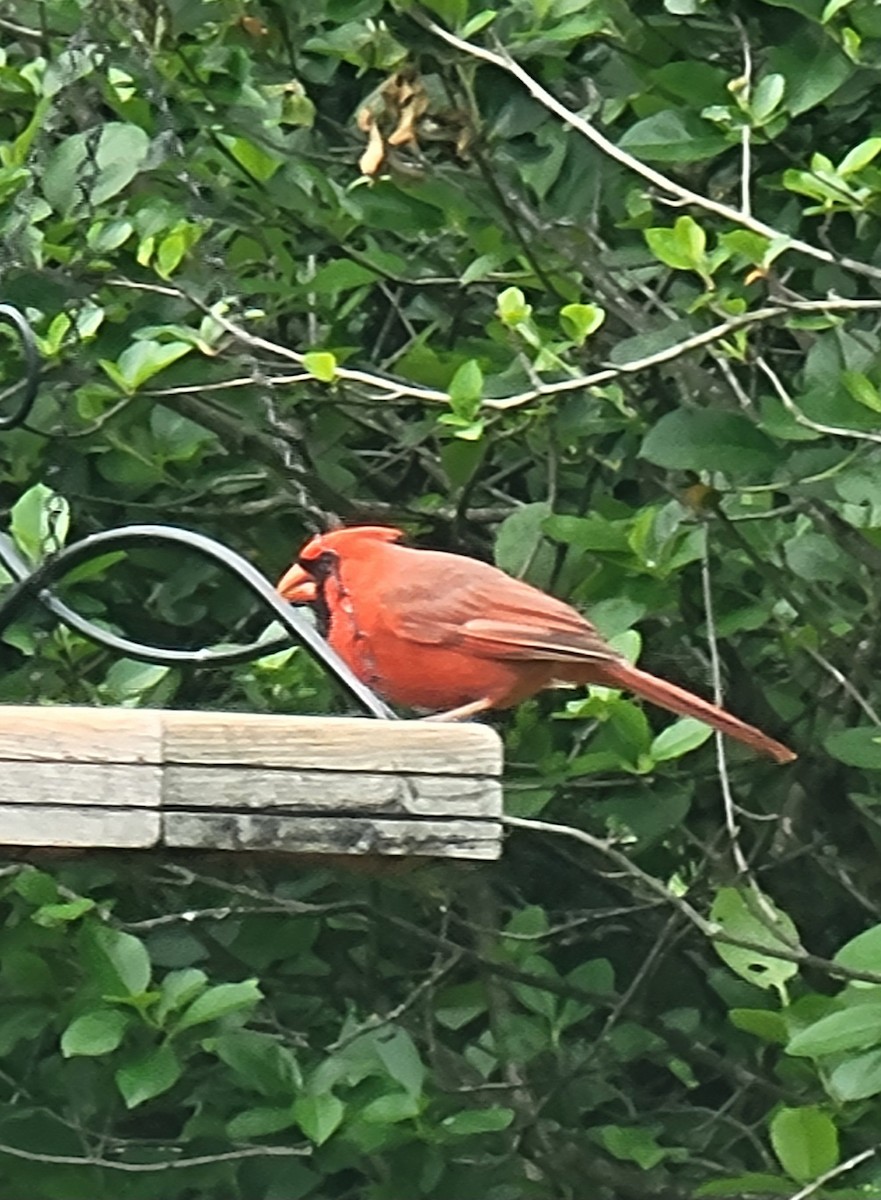 Northern Cardinal - Scott Harp