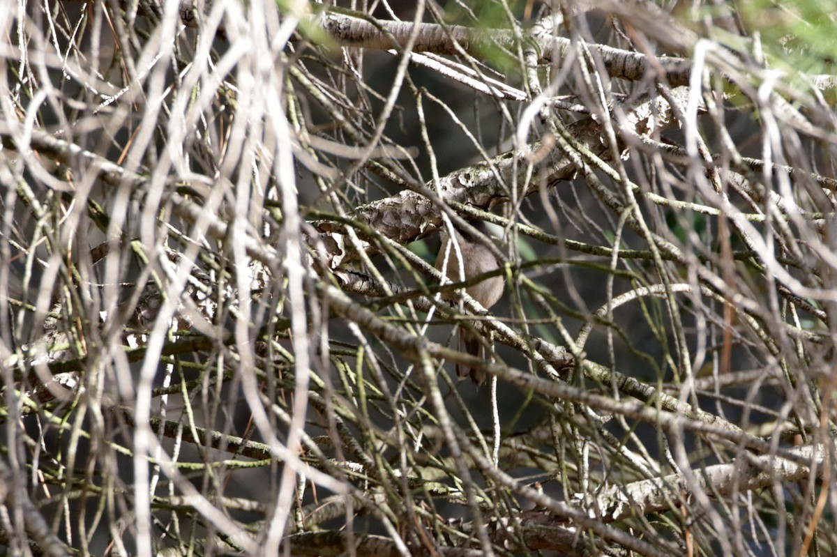 Western Orphean Warbler - ML618709564