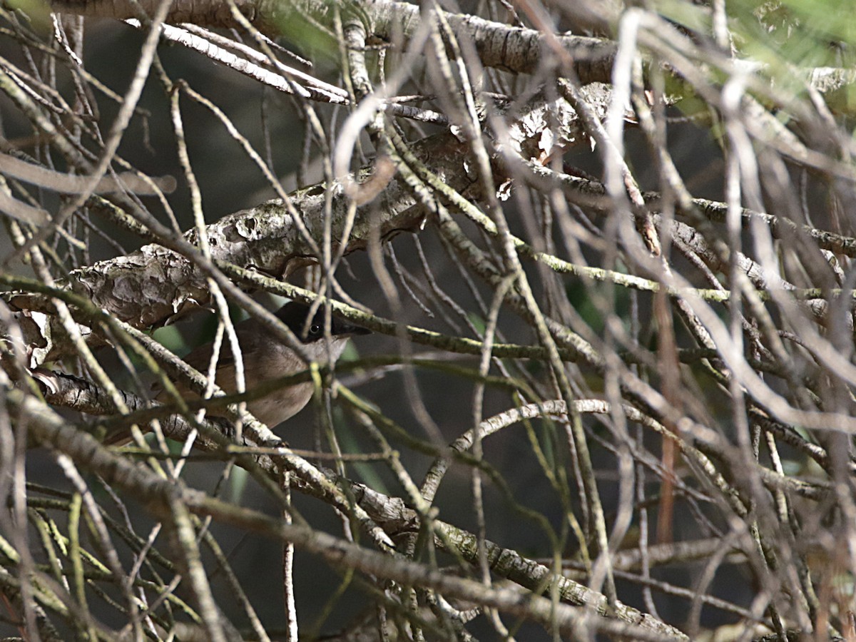 Western Orphean Warbler - ML618709565