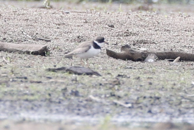 Semipalmated Plover - ML618709568
