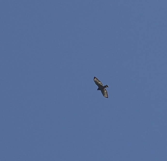Broad-winged Hawk - ML618709580