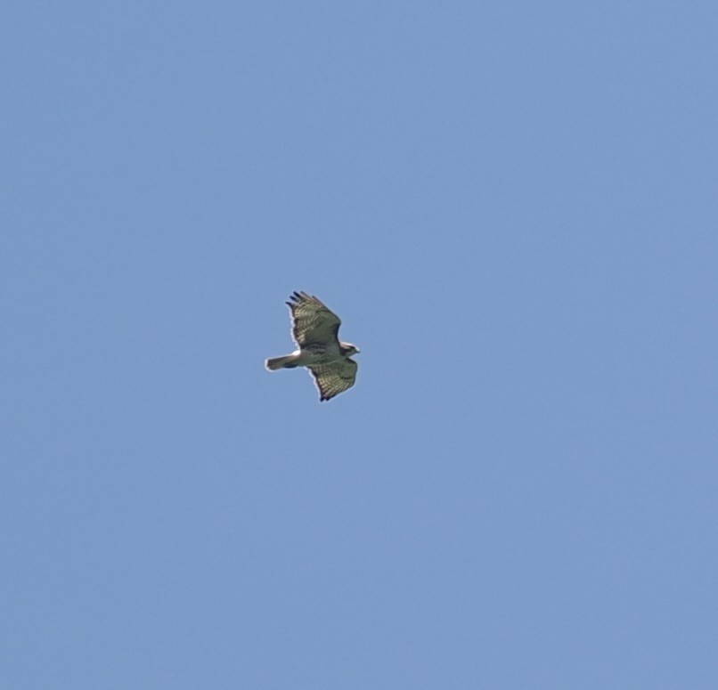 Red-tailed Hawk - ML618709583