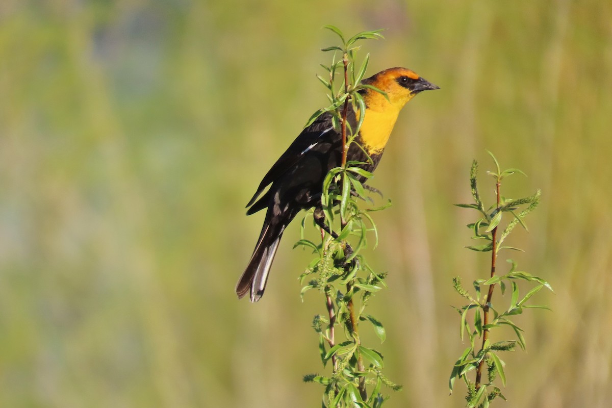 Yellow-headed Blackbird - ML618709593