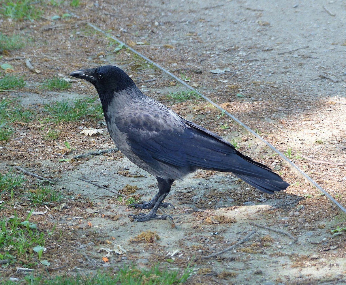 Carrion x Hooded Crow (hybrid) - ML618709601