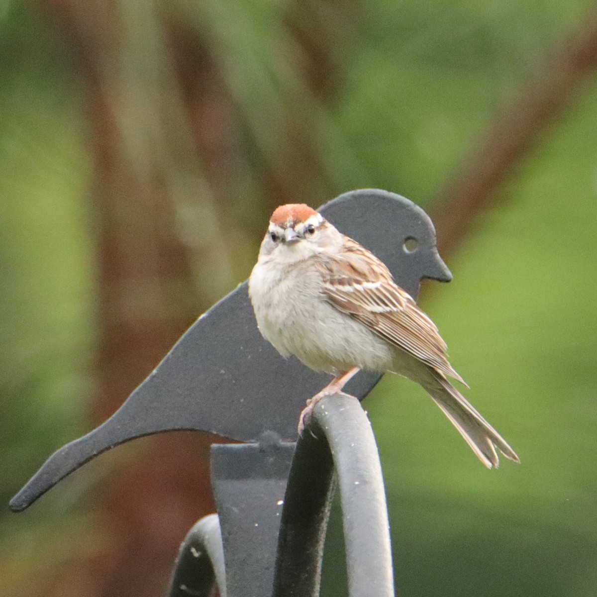 Chipping Sparrow - ML618709622