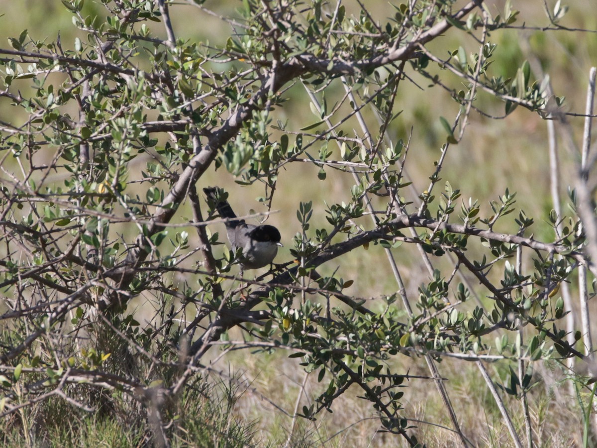 Sardinian Warbler - ML618709652